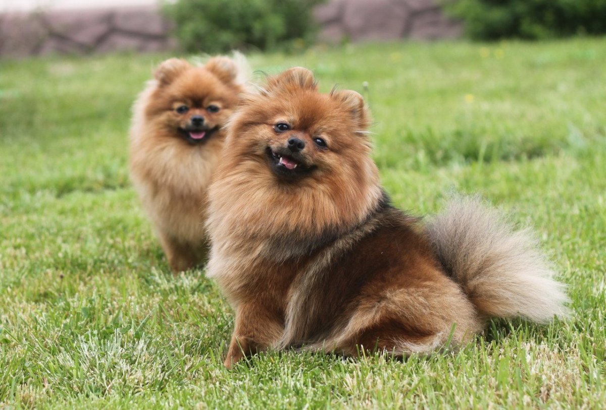 Королевский шпиц