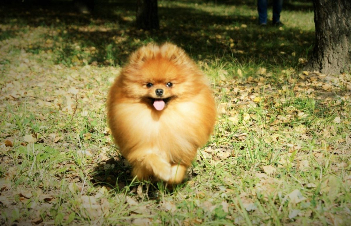 Померанский шпиц мерде