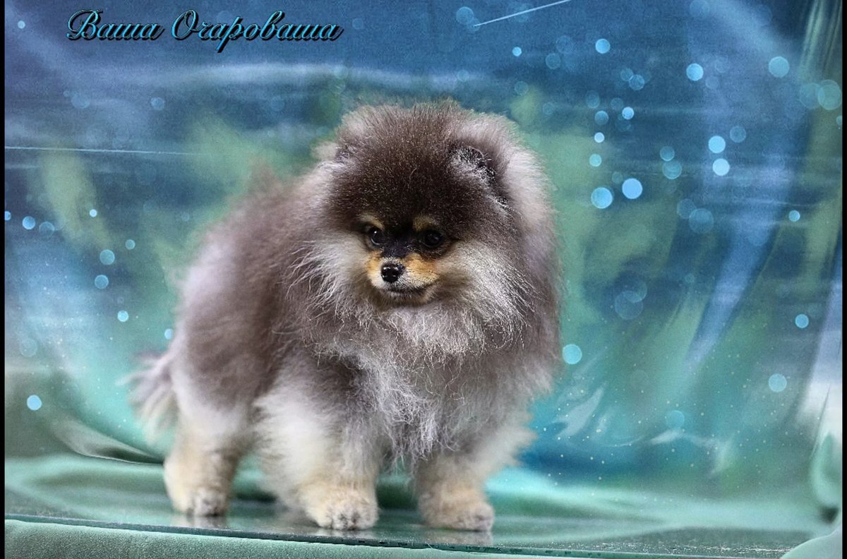 Фотосессия со шпицем