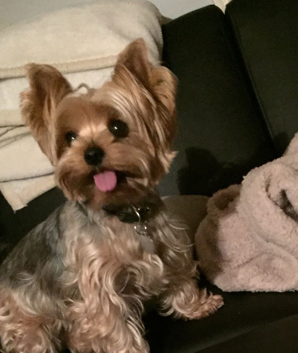 Мальтипу спаниель