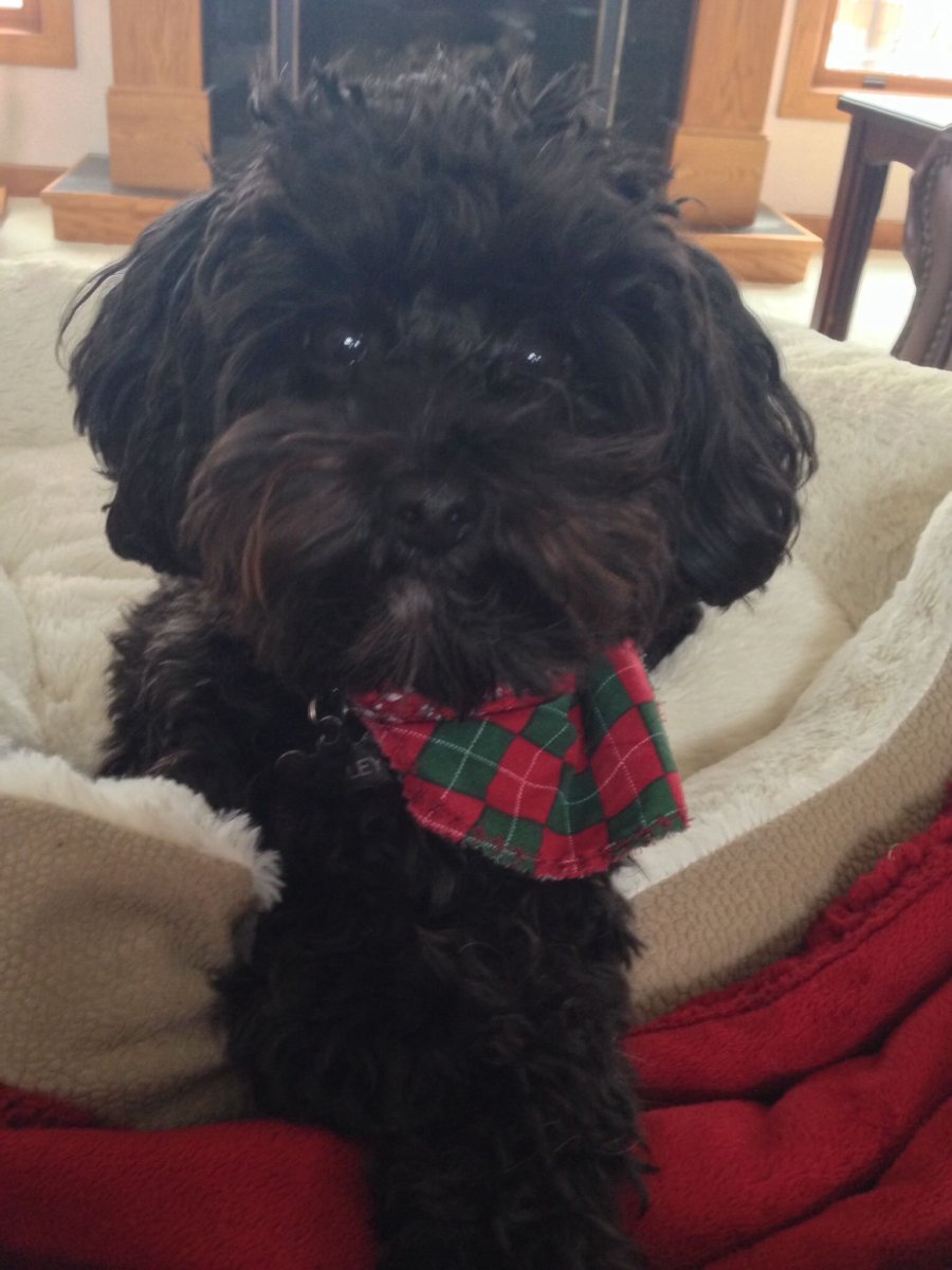 Йоркширский пудель