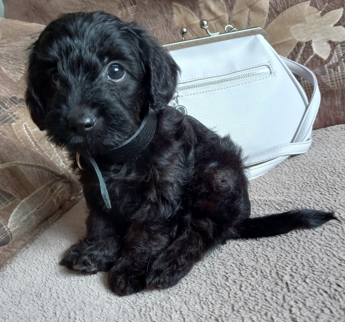 Мальтипу и Йоркипу