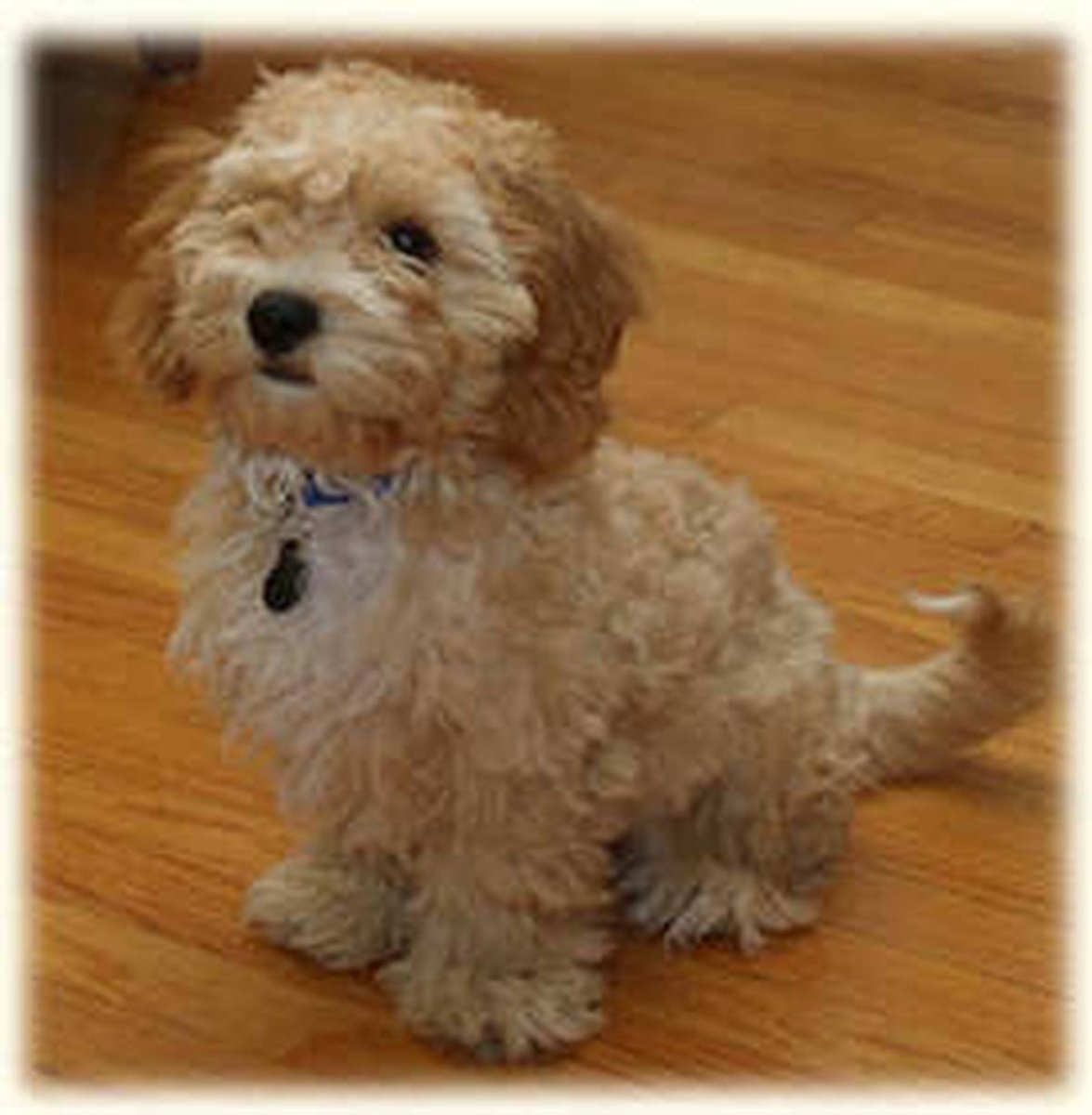 Николай первый с пуделем