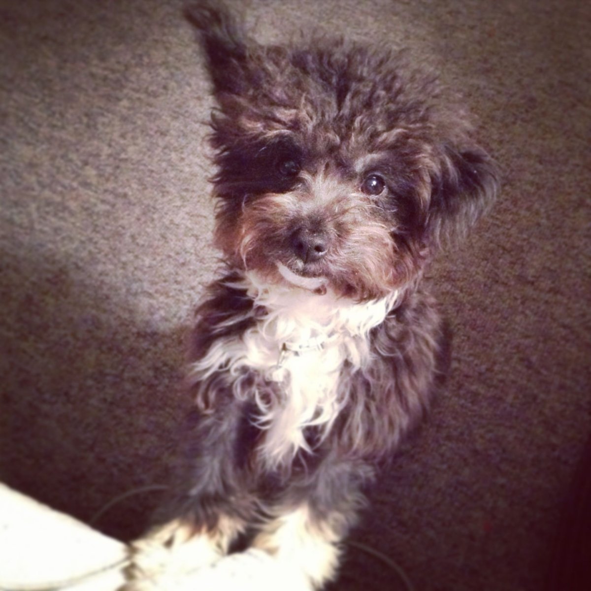 Метис Йорка и пекинеса