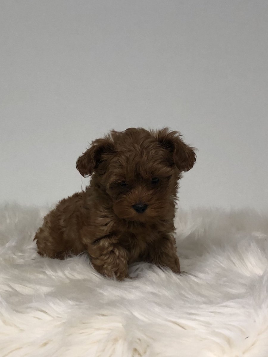 Метис Йорка и пуделя