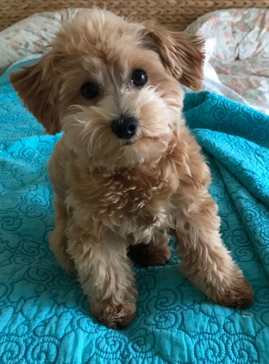 Мальтипу метис