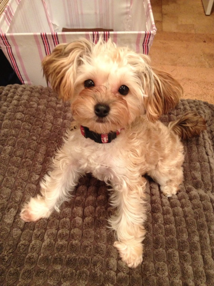 Собачка Кэти Перри