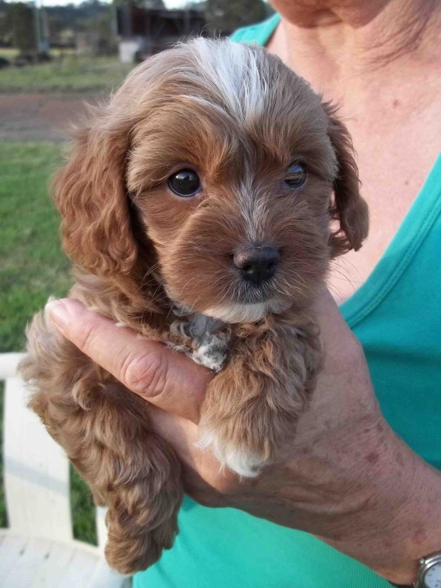 Пудель терьер микс