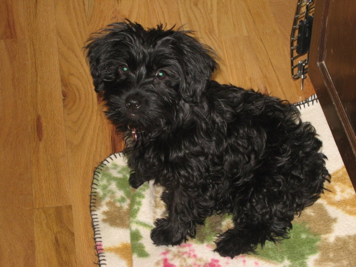 Мальтипу метис мальтезе и пуделя