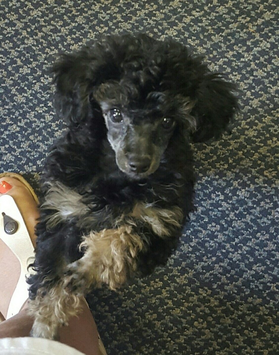 Пудель и Йоркширский терьер вместе