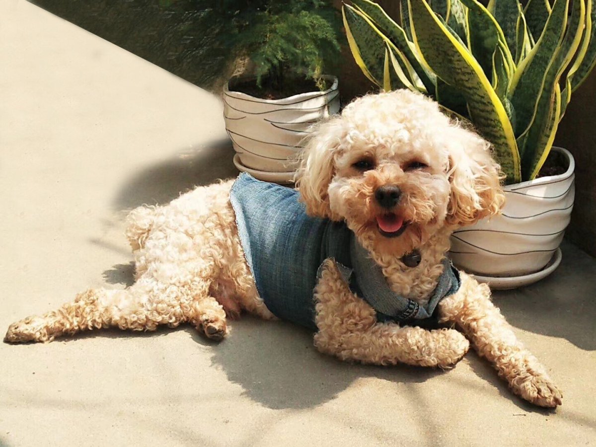 Помесь пуделя и пойнтера