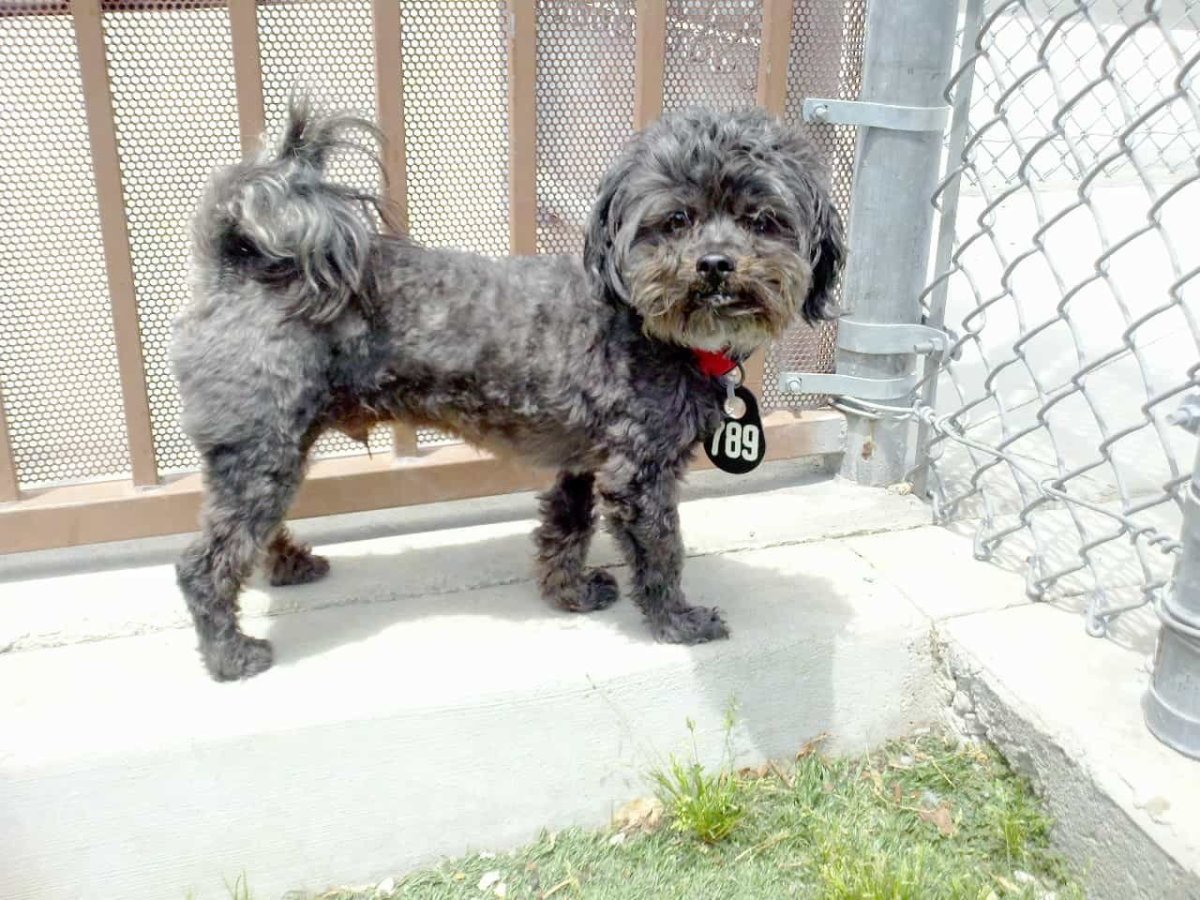 Пудель Малибу