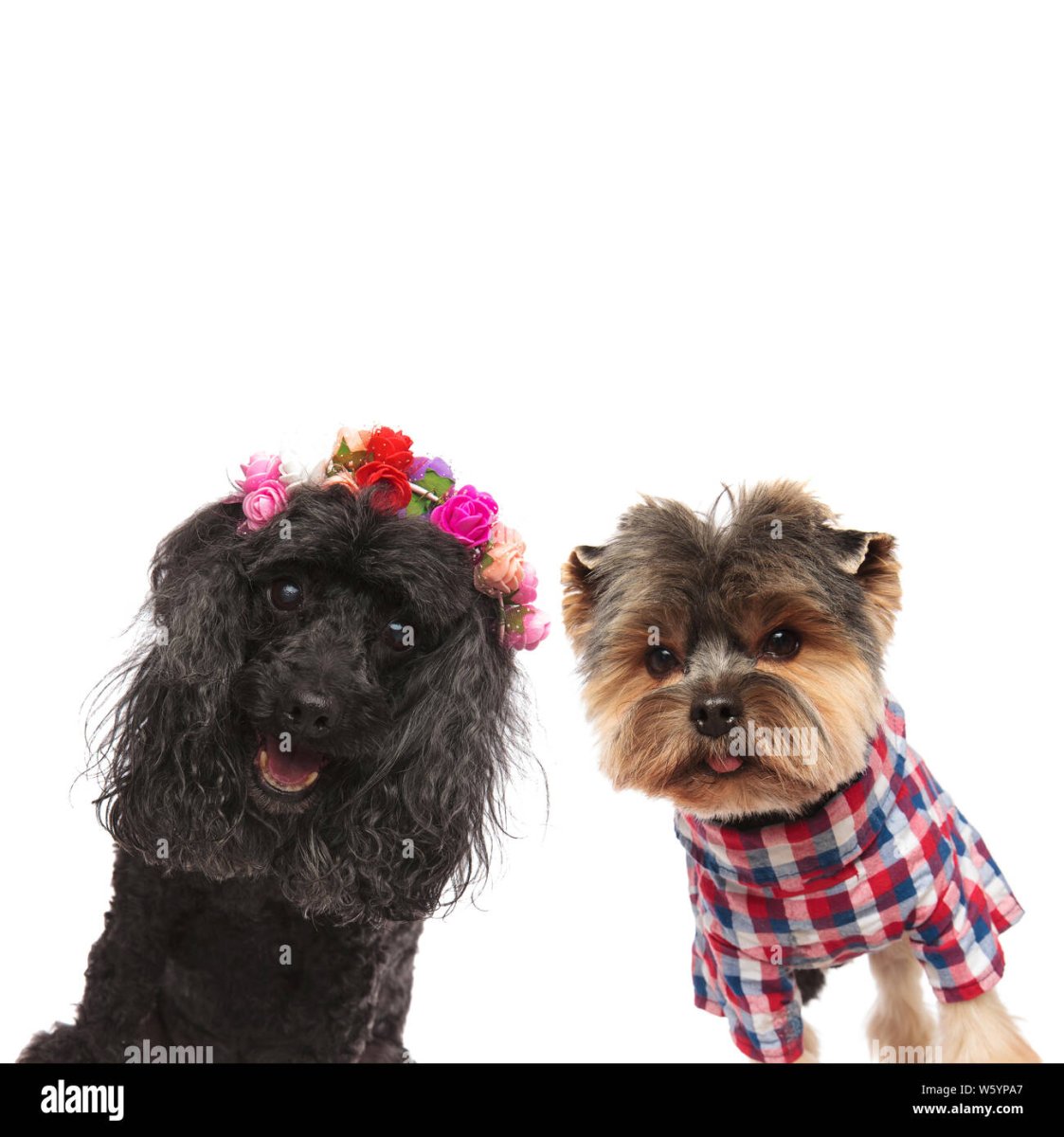 Йорк болонка