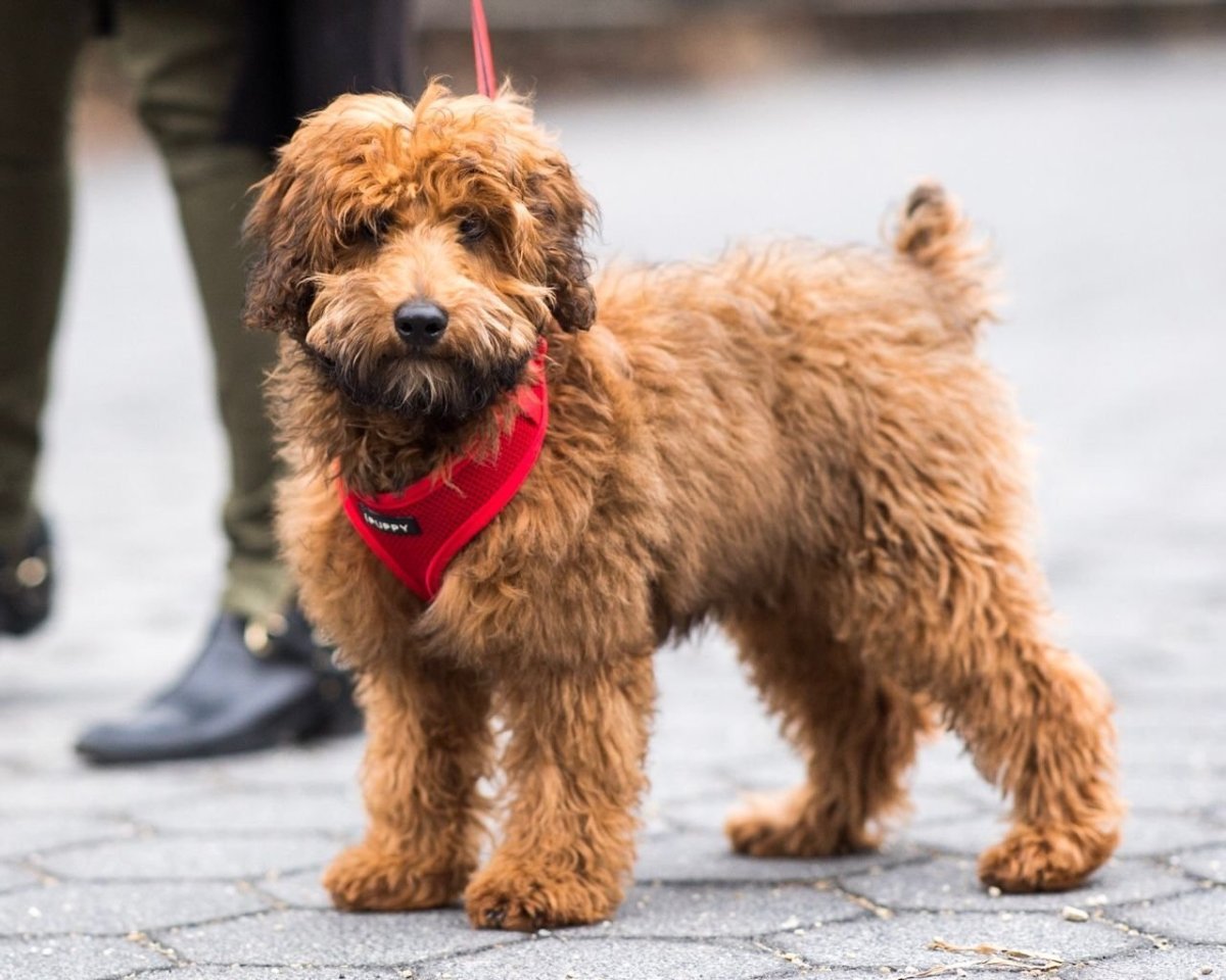 Метис Йорка и пуделя