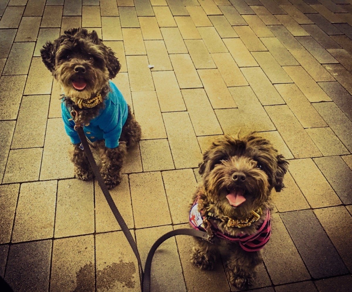 Йоркипу (Yorkie Poo)