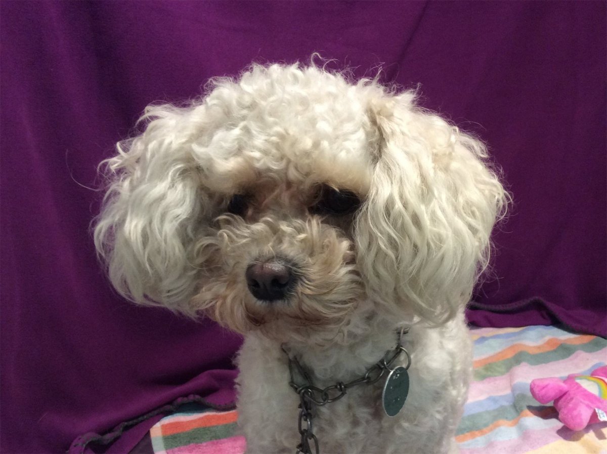 Йоркширский терьер пудель