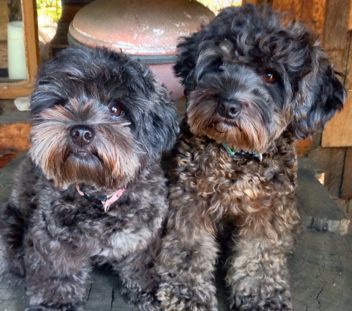 Мальтипу терьер