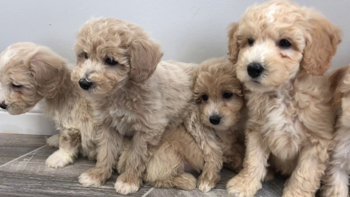 Мальтипу спаниель