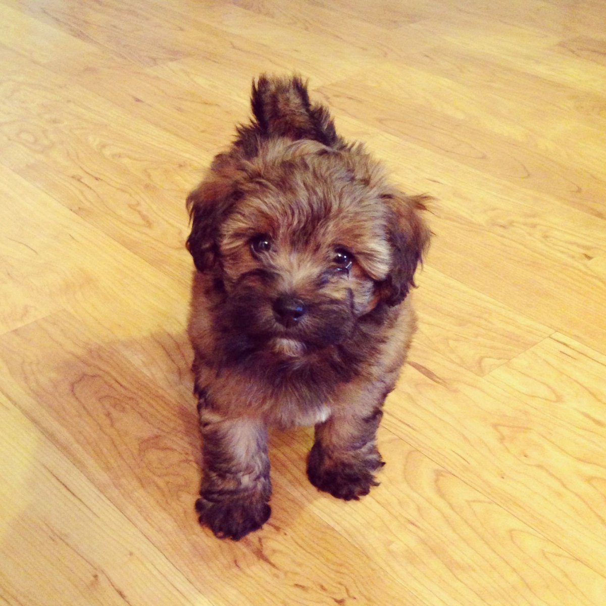 Собака породы ши ПУ