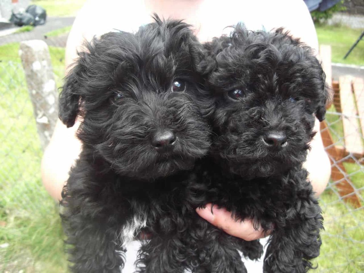 Той пудель Бишон