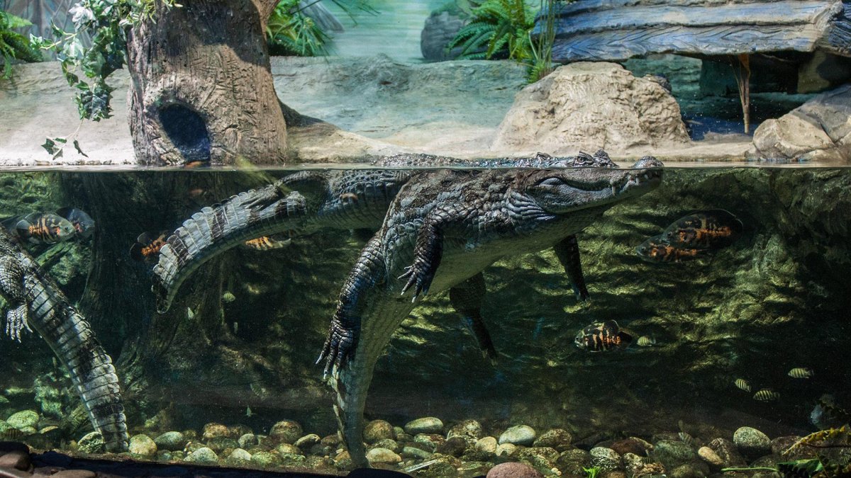 Крокодиловый Кайман в террариуме