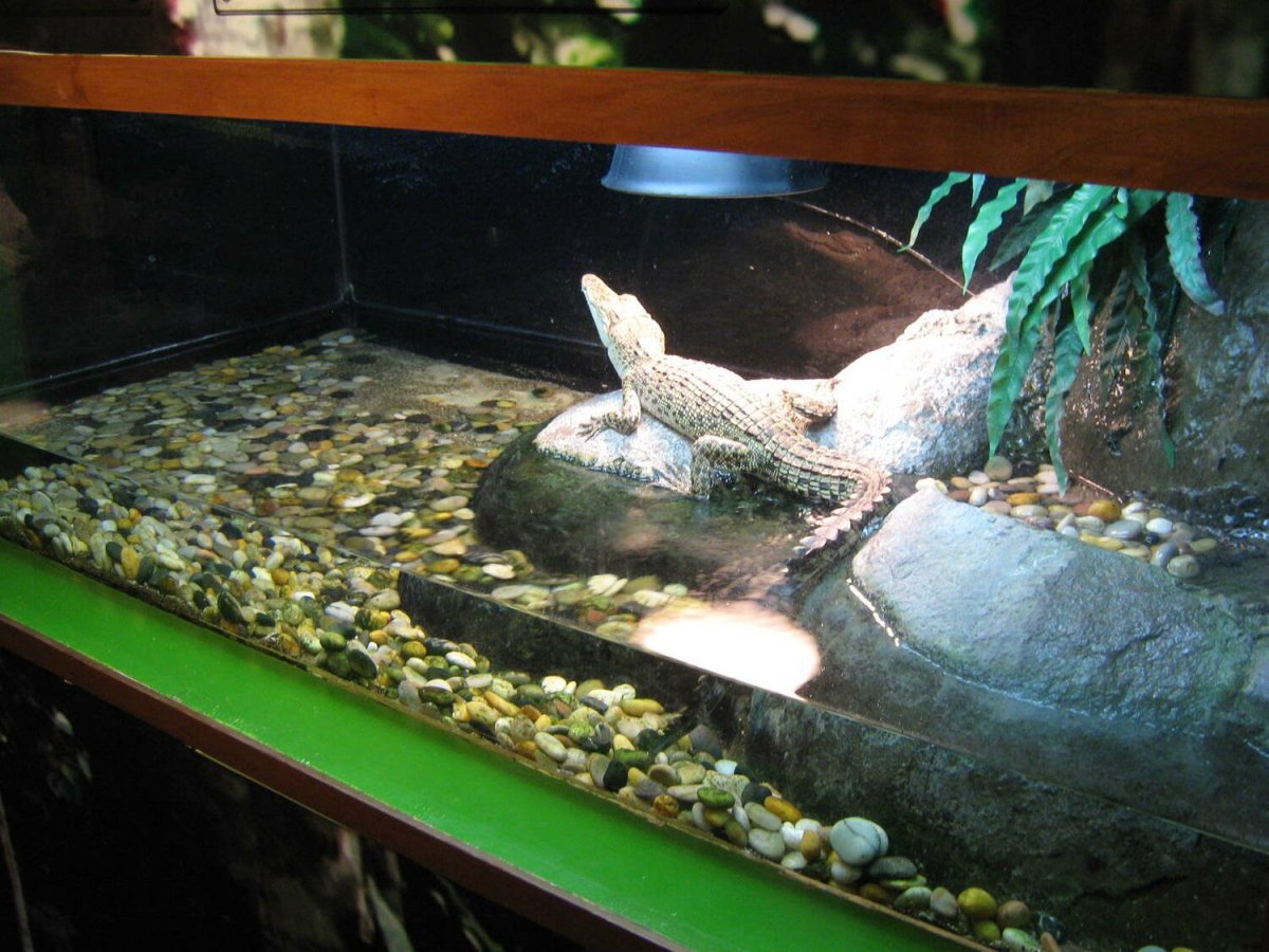 Крокодиловый Кайман в террариуме