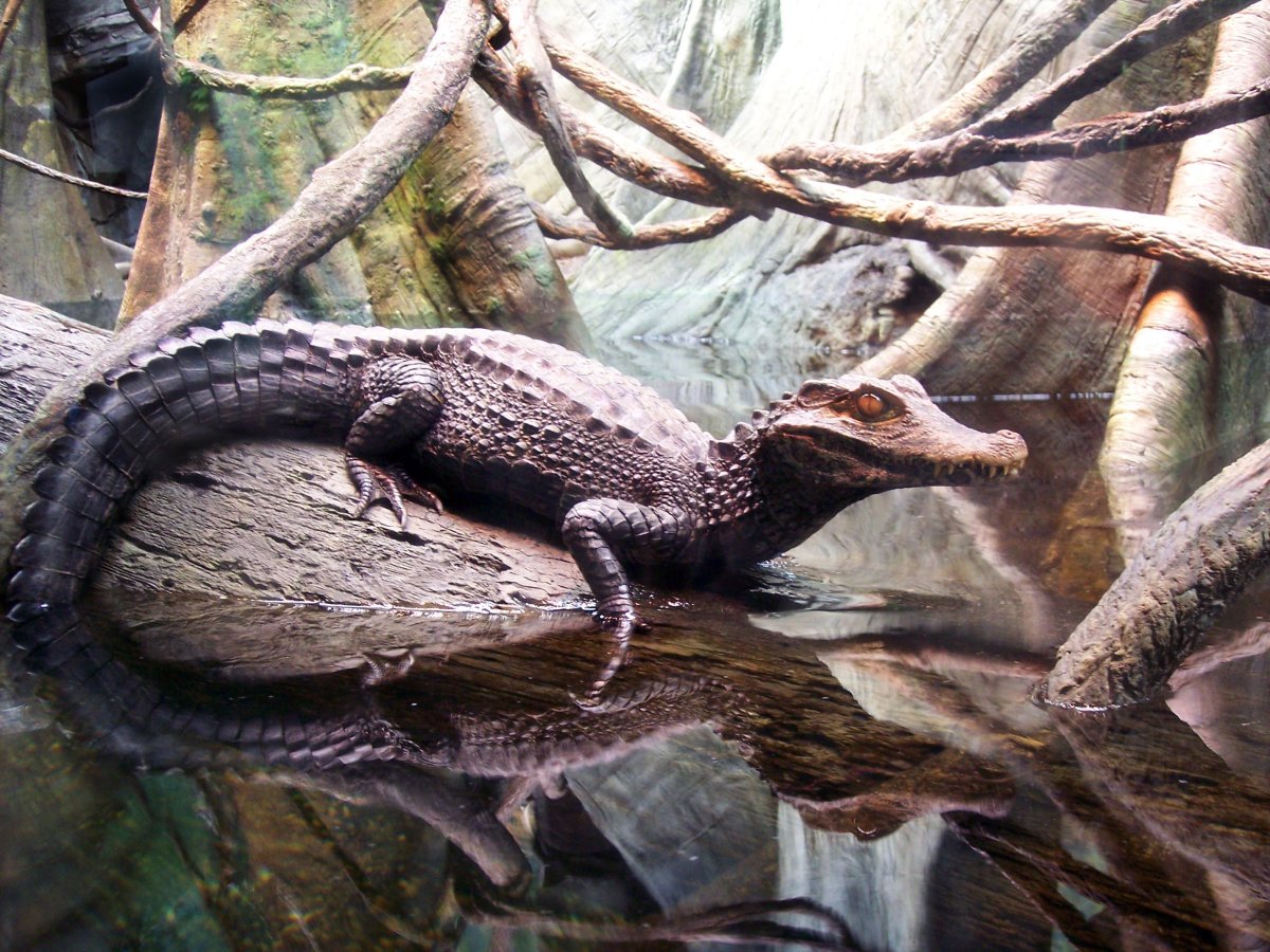 Крокодиловый Кайман в акватеррариуме