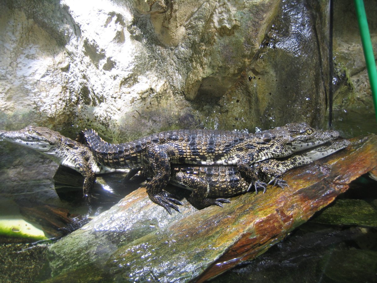 Берлинский крокодил