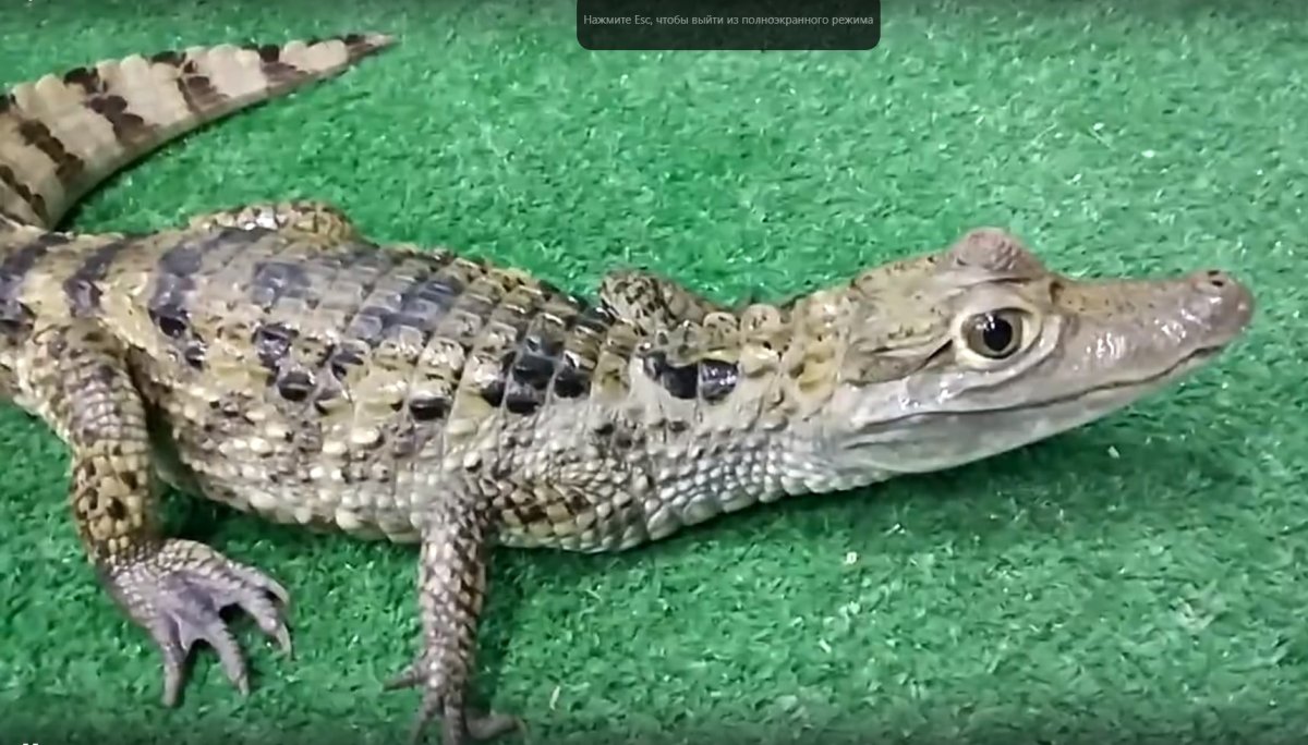 Кайман Парагвайский крокодил домашний