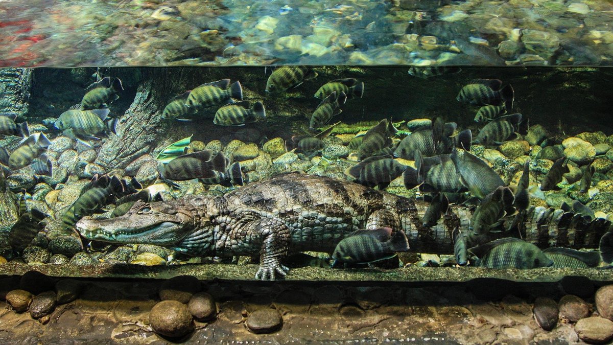 Крокодиловый Кайман в аквариуме