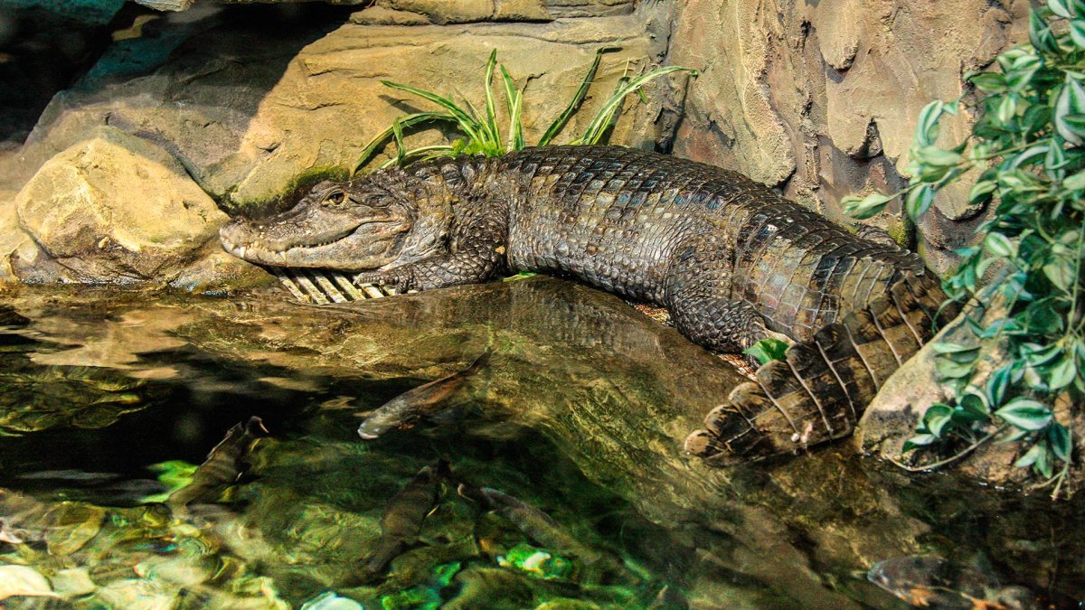 Очковый Кайман