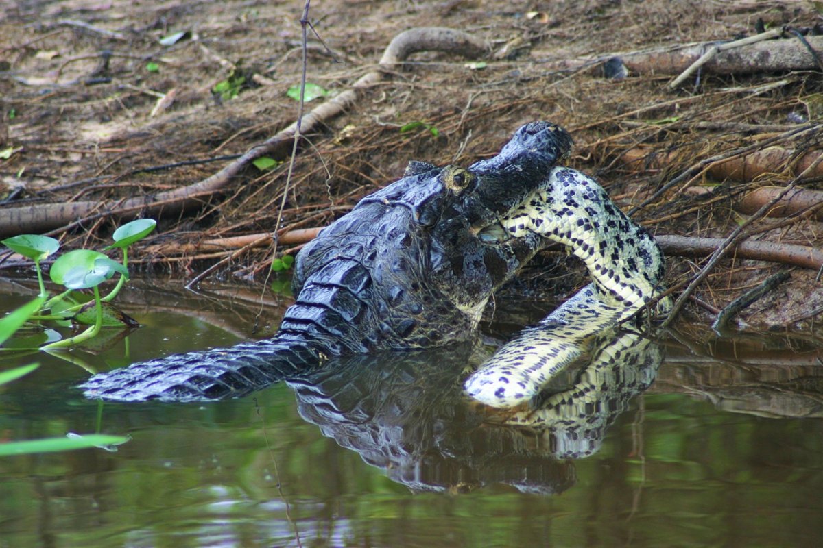 Гребнистый крокодил и Анаконда
