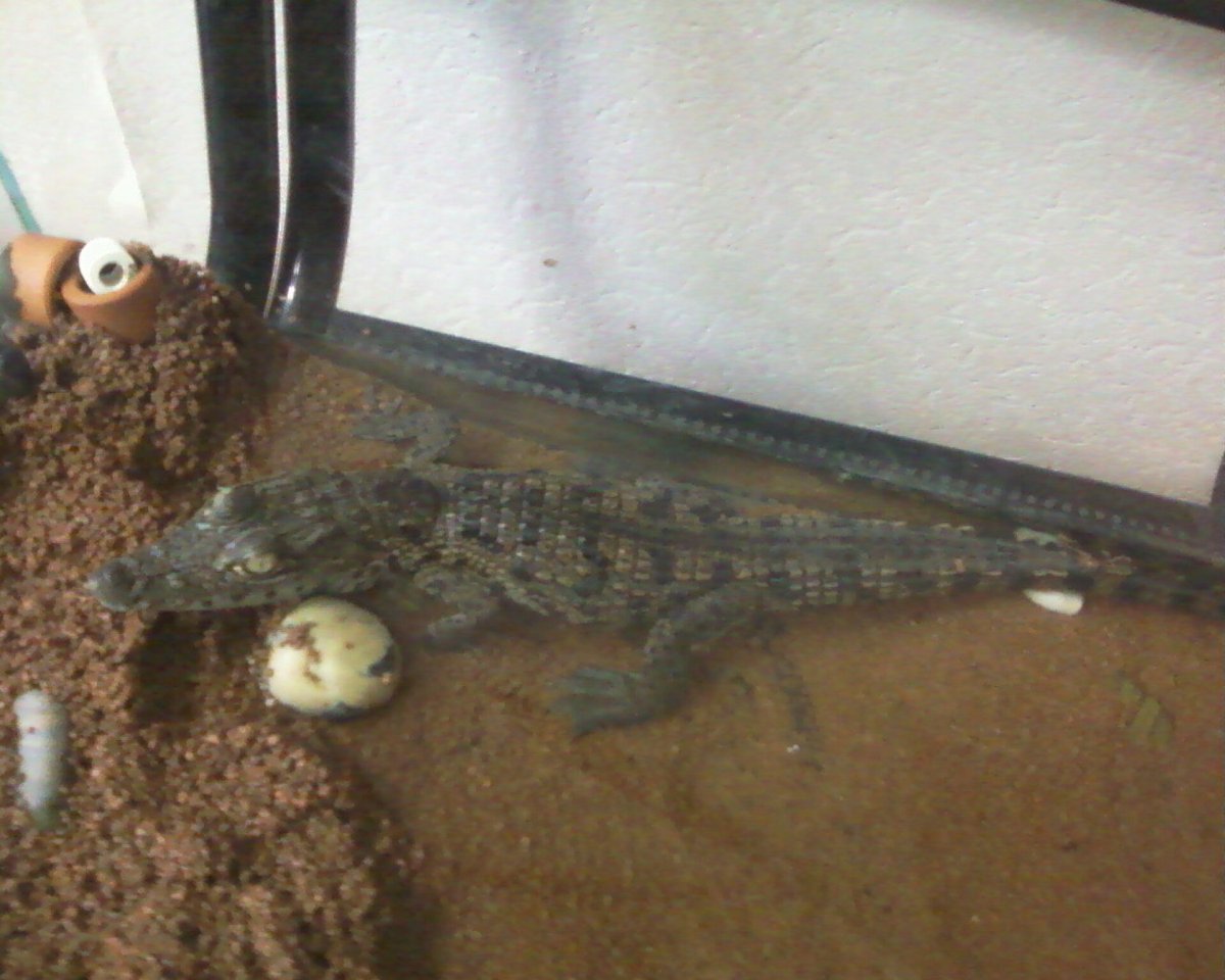 Аквариумный Крокодильчик маленький