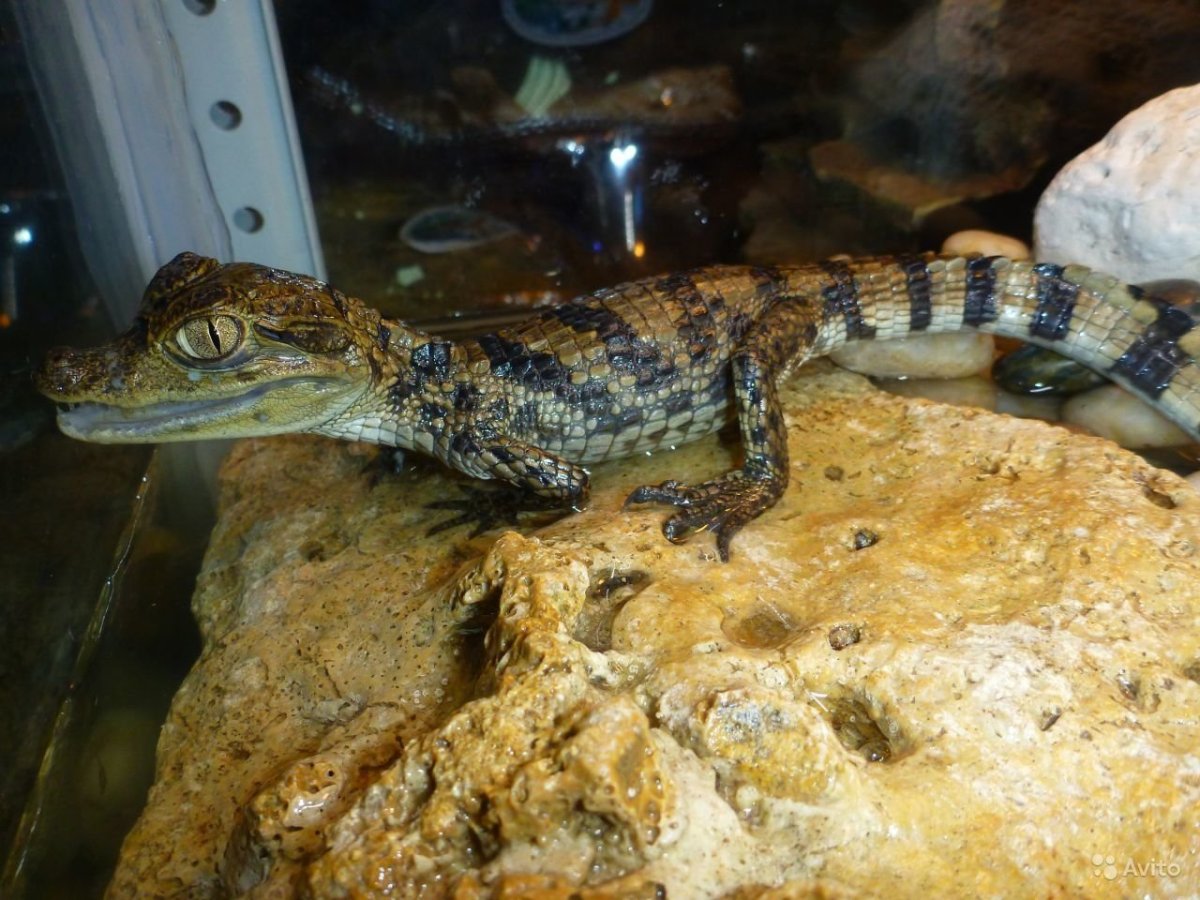 Террариум для каймана