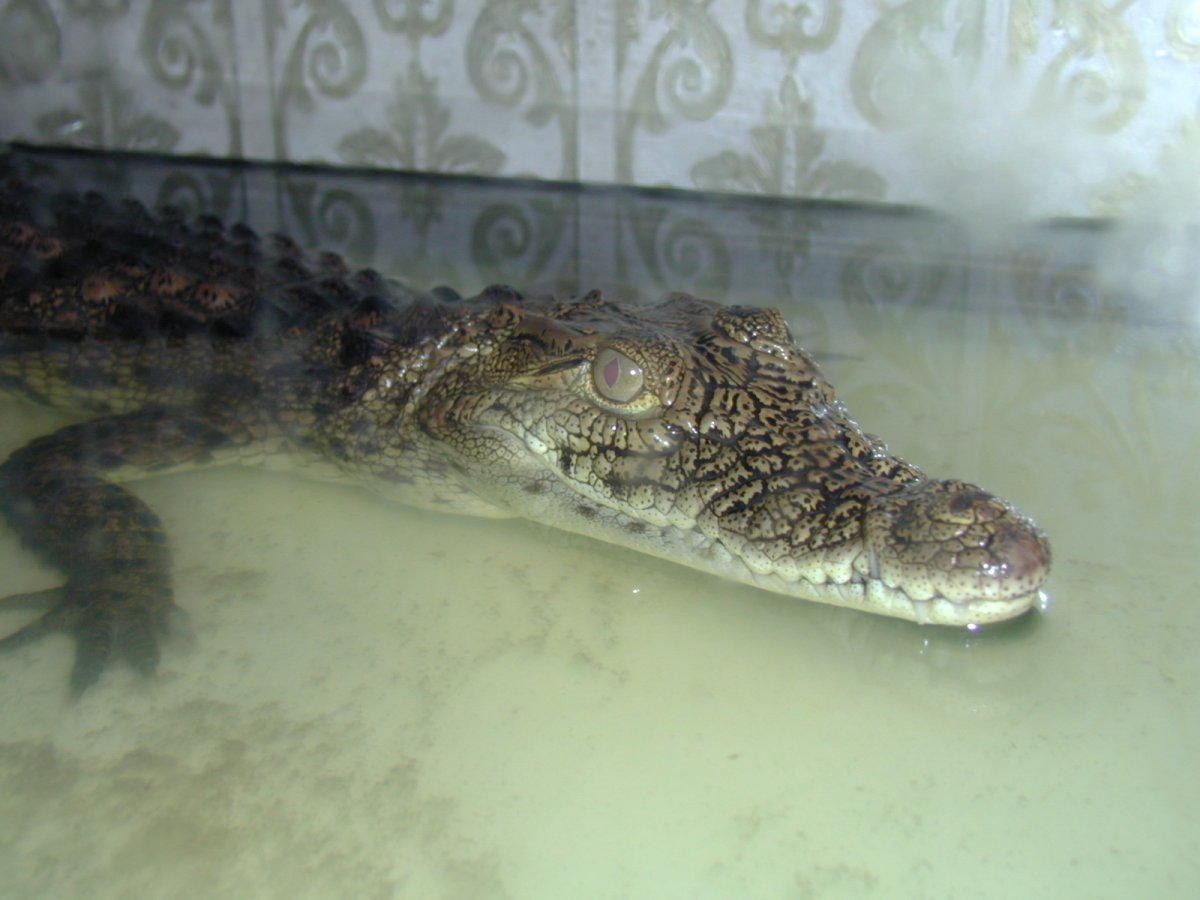 Нильский крокодил домашний