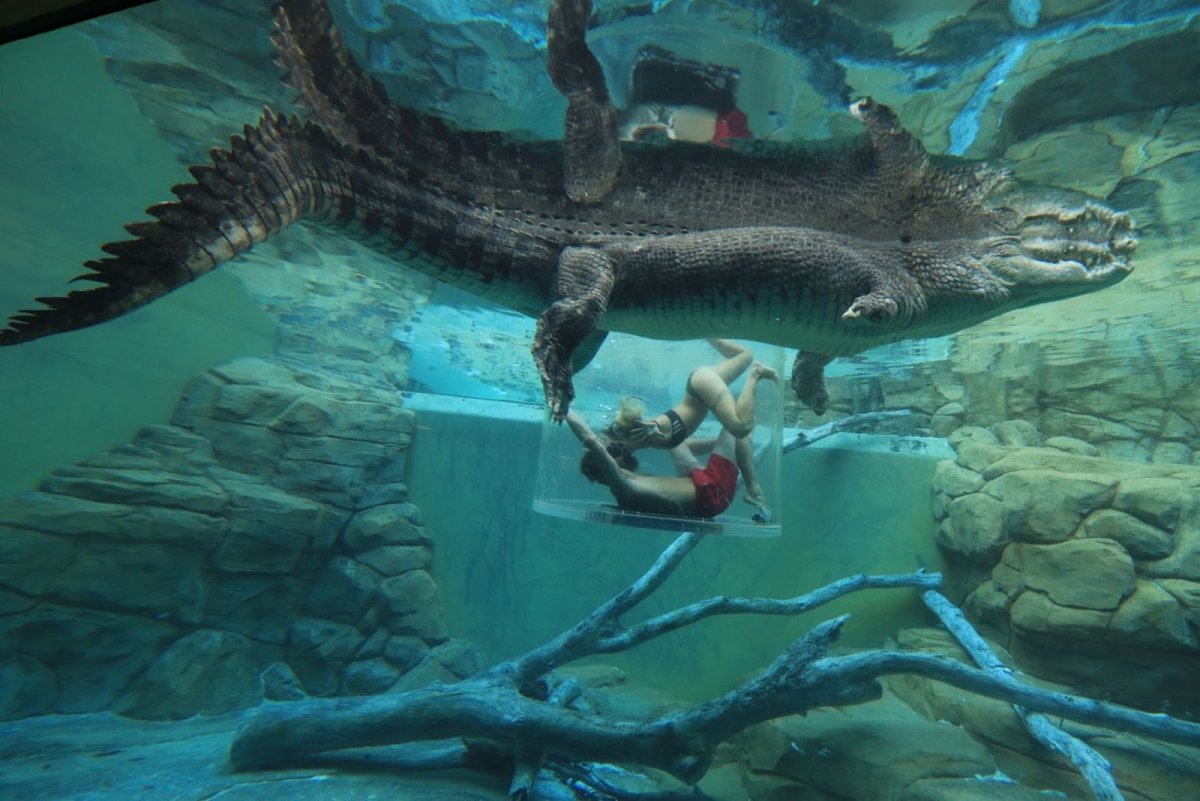 Черепахи Crocosaurus Cove
