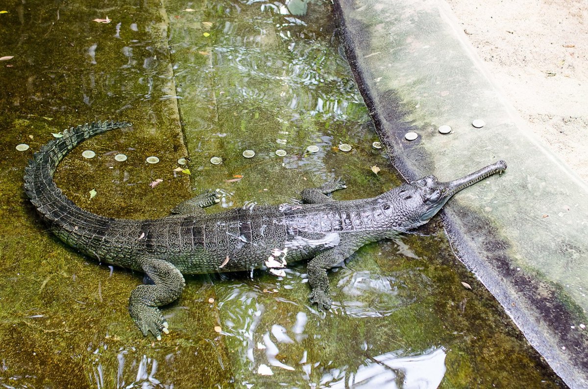 Гавиал крокодил