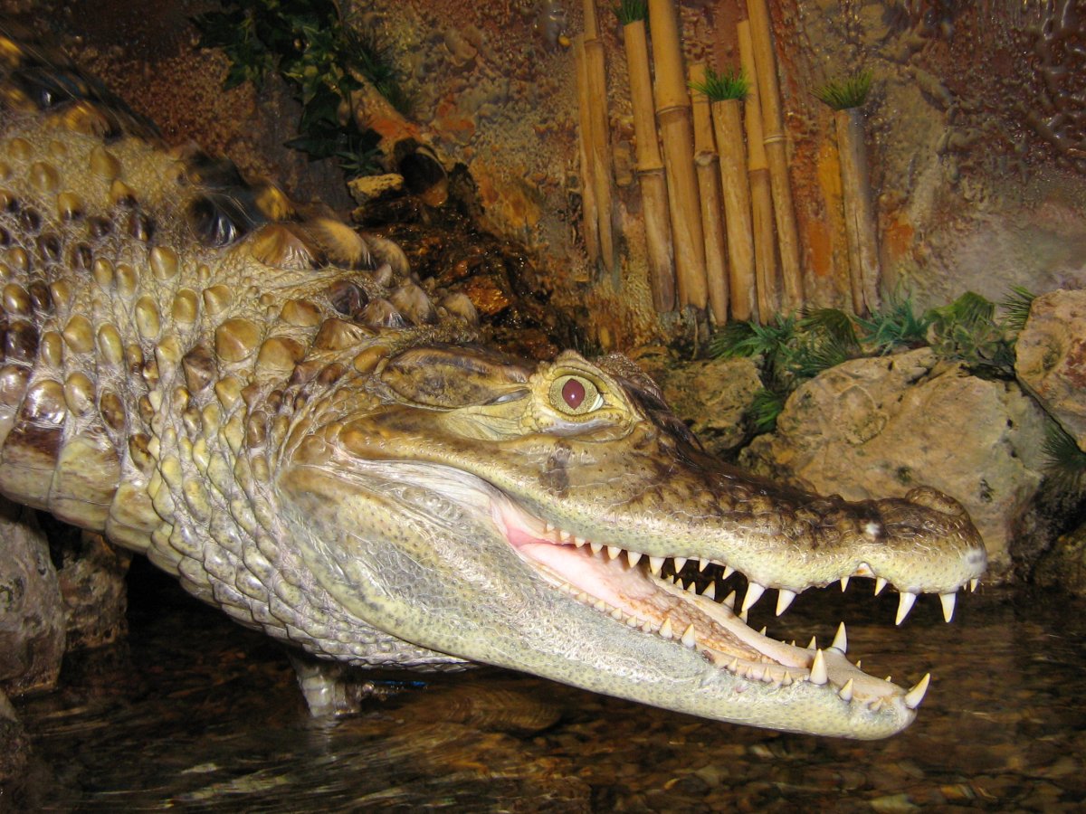 Кайманский крокодил домашний