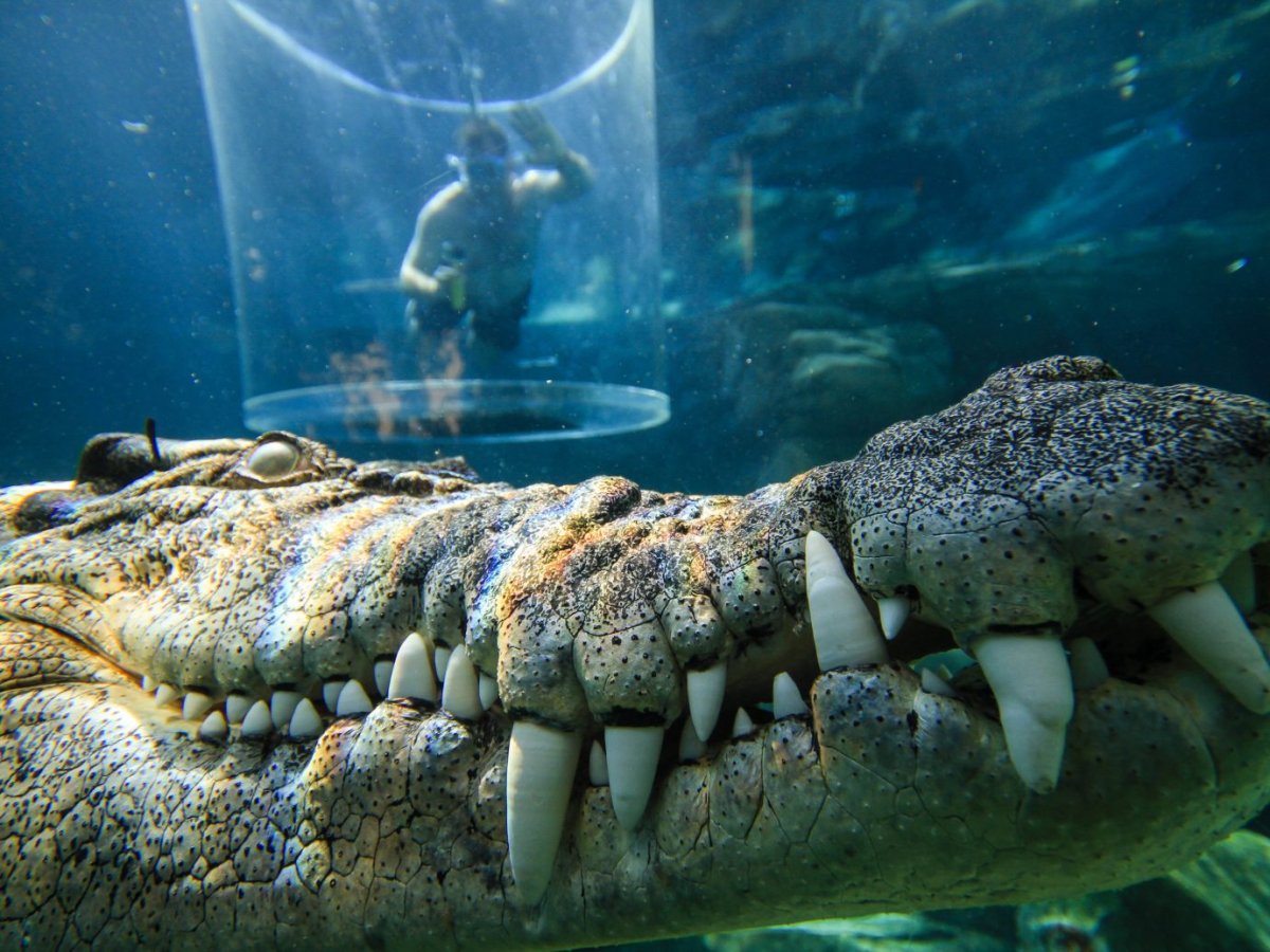 Аквариумные крокодилы