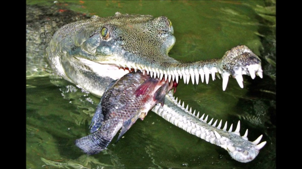 Крокодил гавиал питается
