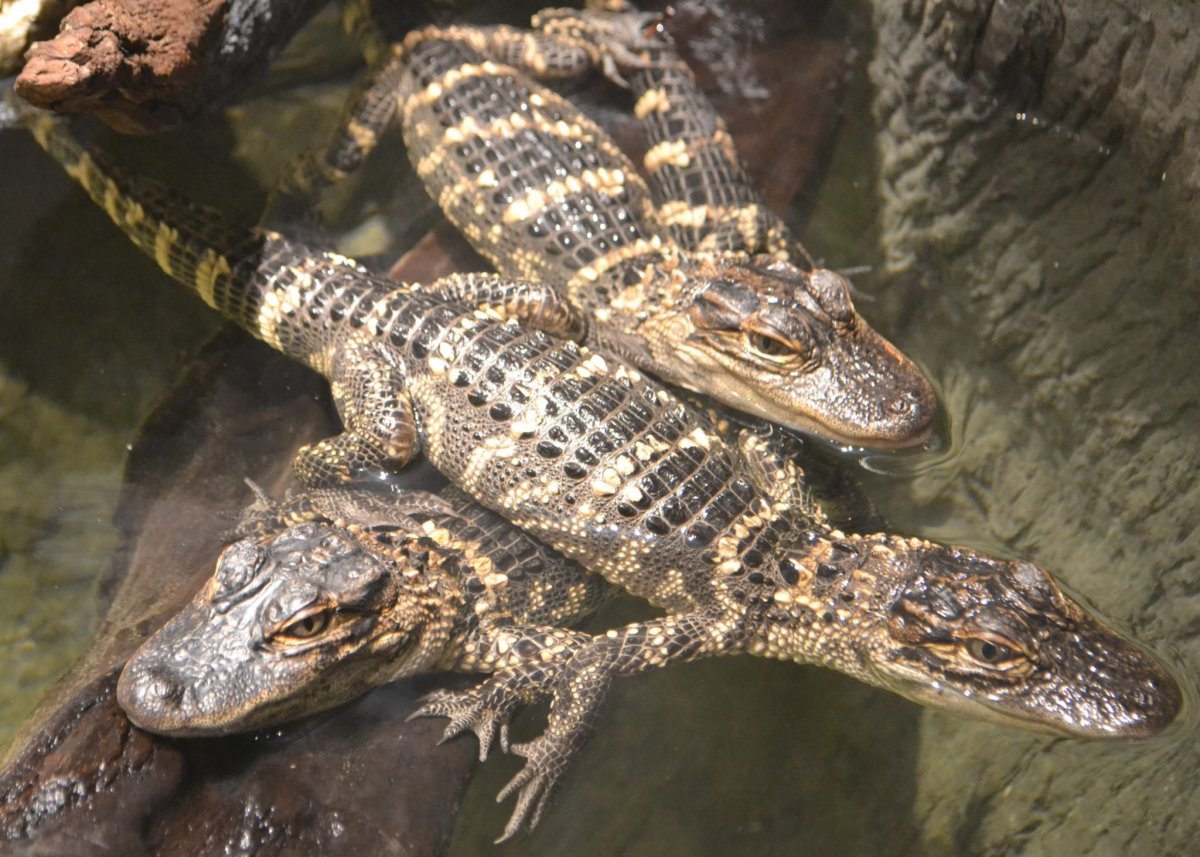 Нильский крокодил аквариумный