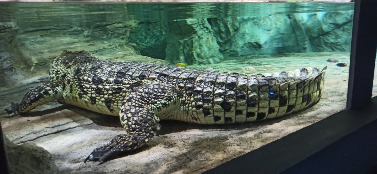 Океанариум Пенза крокодил
