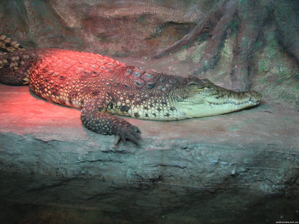 Алуштинский аквариум крокодилы