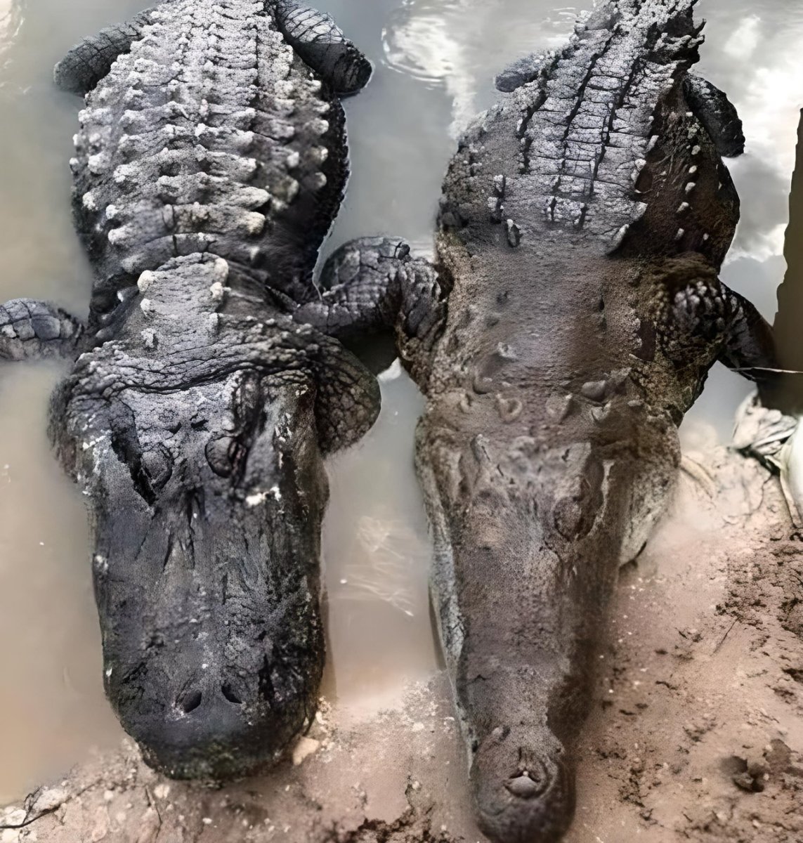 Крокодил Аллигатор Кайман