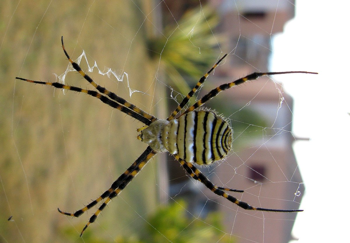 Паук Аргиопа Брюнниха