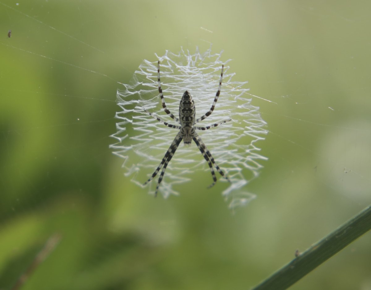 Крымский паук Аргиопа