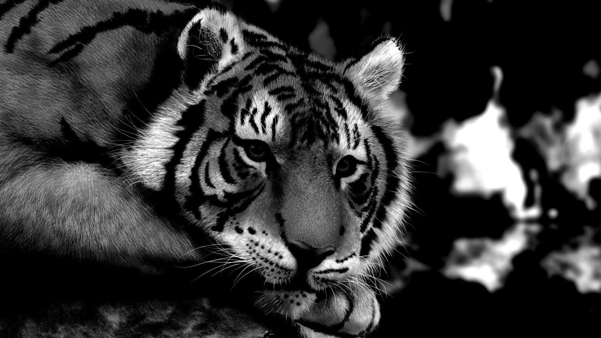 Тигр на черном фоне картинки