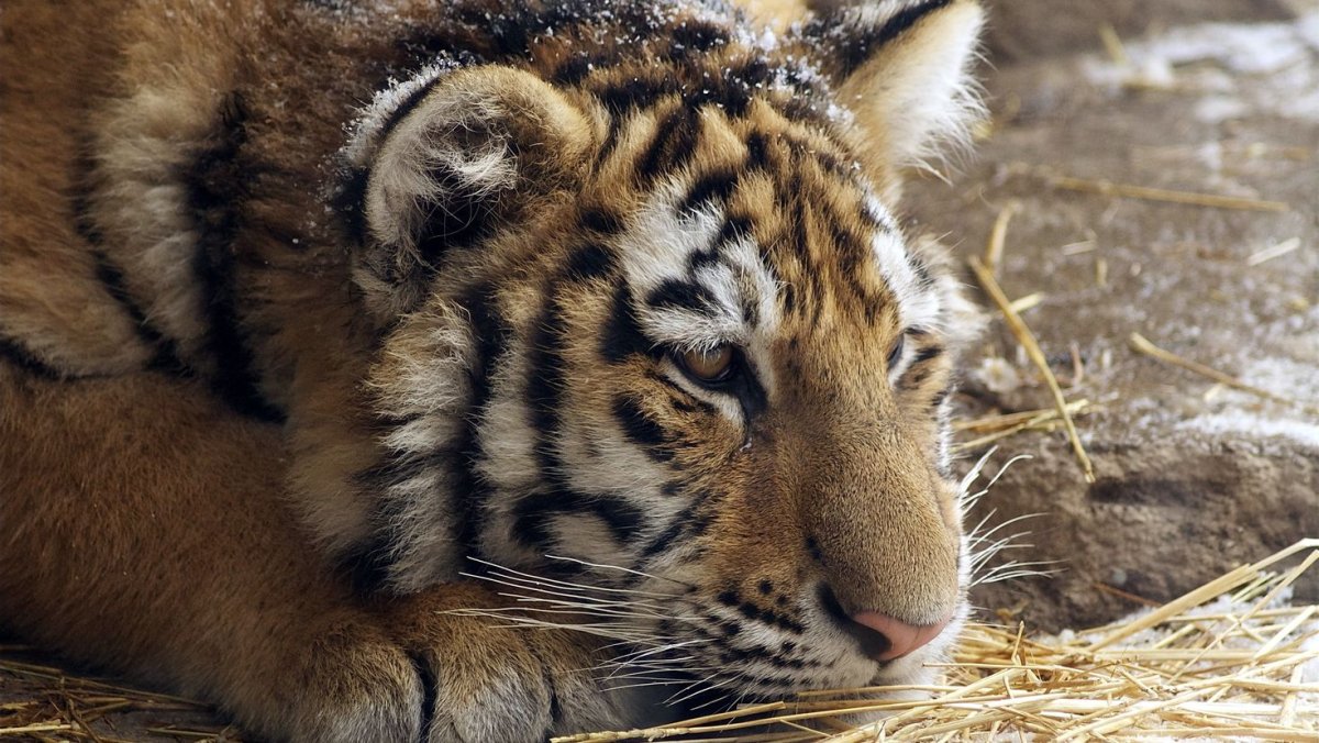 Амурский тигр