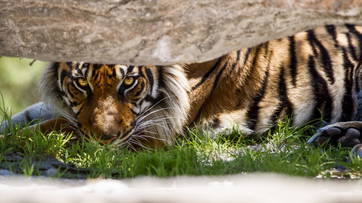 Тигр готовится к прыжку