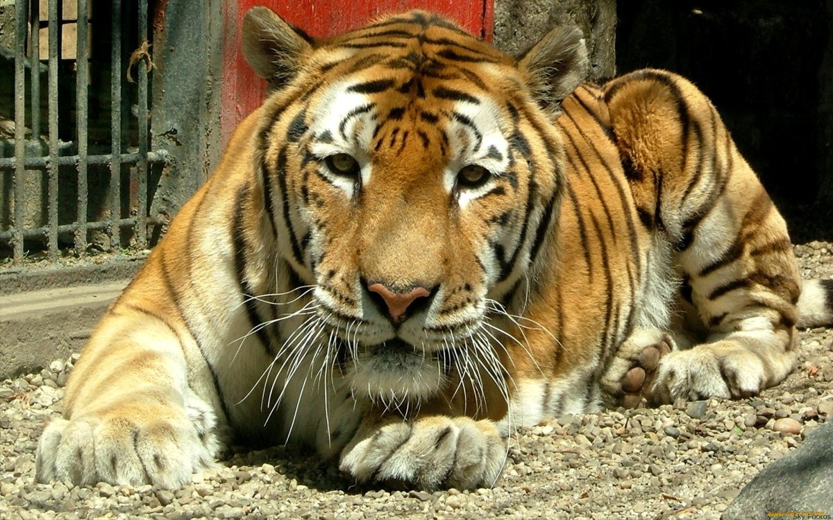 Печальный тигр